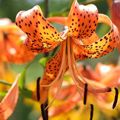 tiger lily sugar flowers Orange Tiger Lily