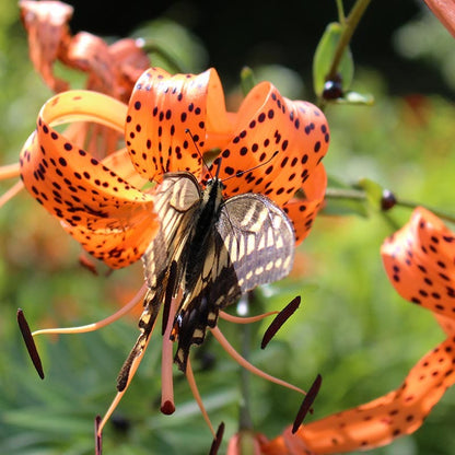 tiger lily sun Orange Tiger Lily