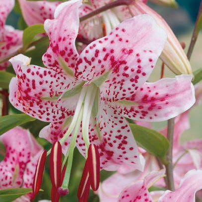 Blushing Cottage Garden Plant Collection