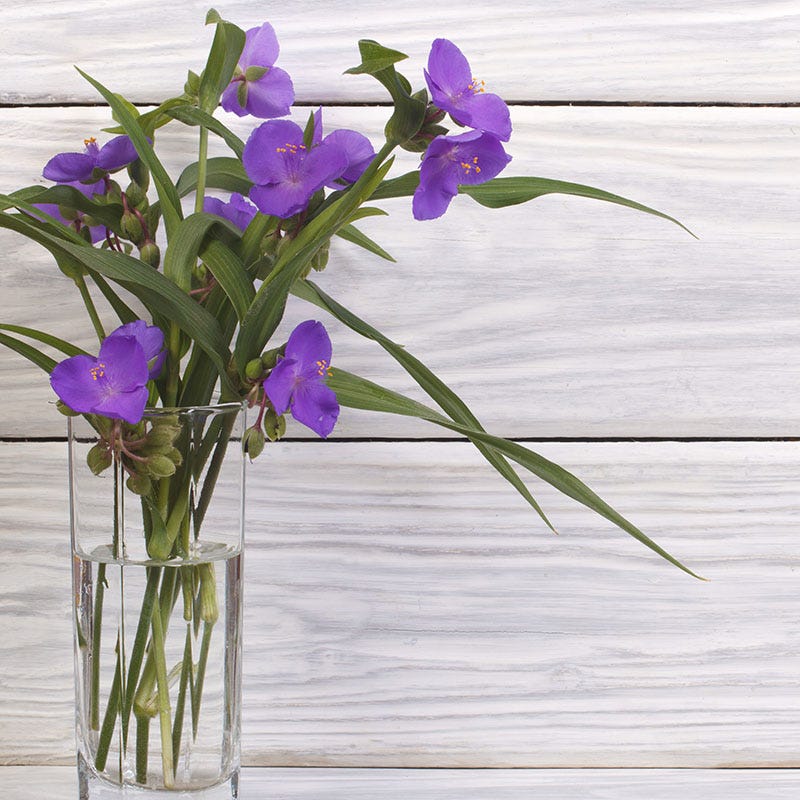 Wild Spiderwort, Tradescantia subaspera