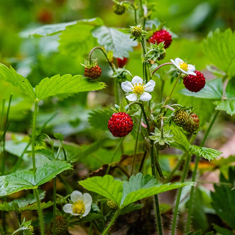 Wild Strawberry, Fragaria virginiana | American Meadows