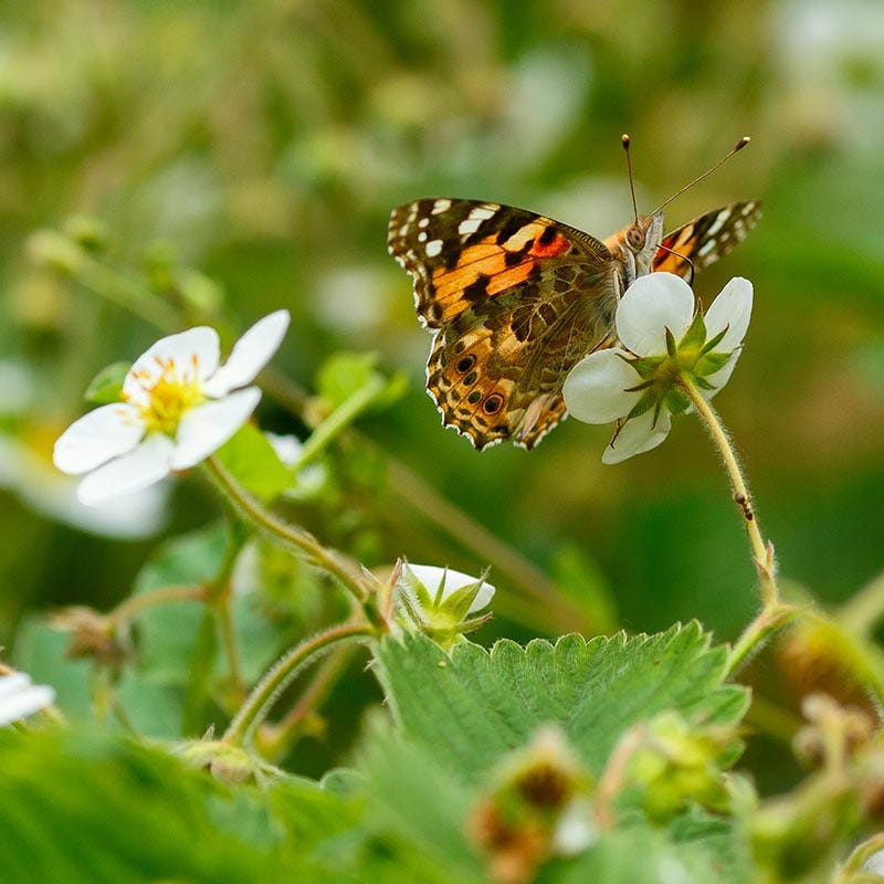 Good Feelings Tapestry Lawn Plant Collection