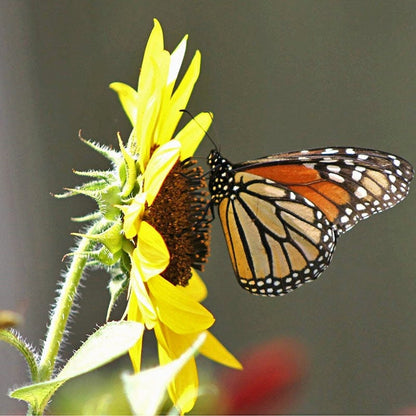 Wild Sunflower Seeds