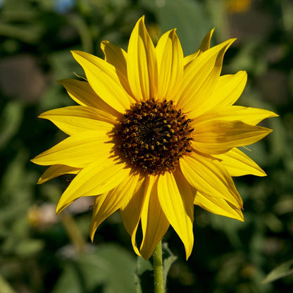 Sunflowers For The Soul Seed Collection