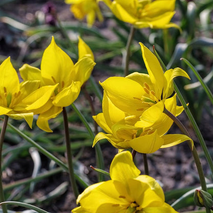 Little Gems Naturalizing Wild Tulip Collection