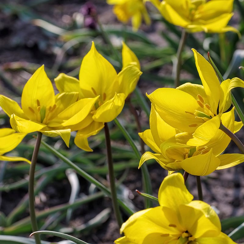 Naturalizing Nectar Low Grow Bulb Collection
