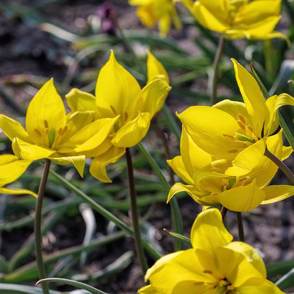Naturalizing Nectar Low Grow Bulb Collection