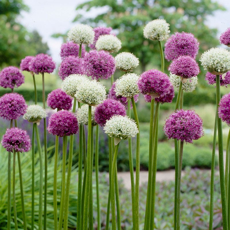 Wild About Allium Mix