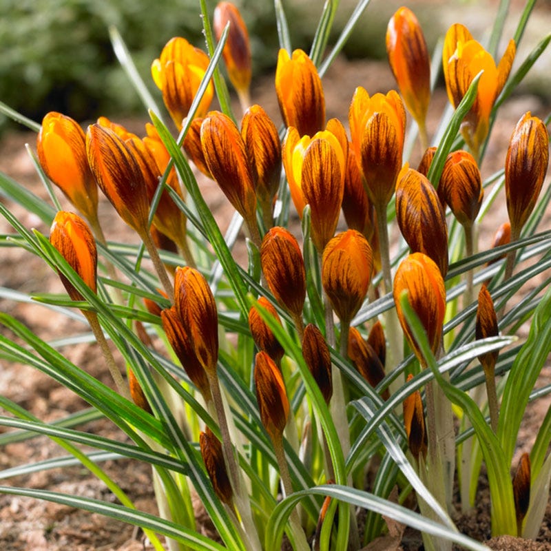 Orange Monarch Snow Crocus - Thumbnail 2