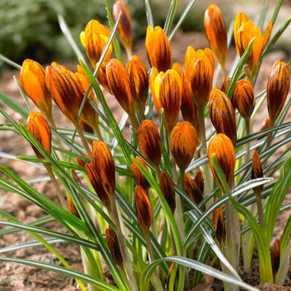 Orange Monarch Snow Crocus