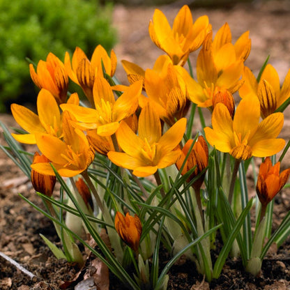 Orange Monarch Snow Crocus
