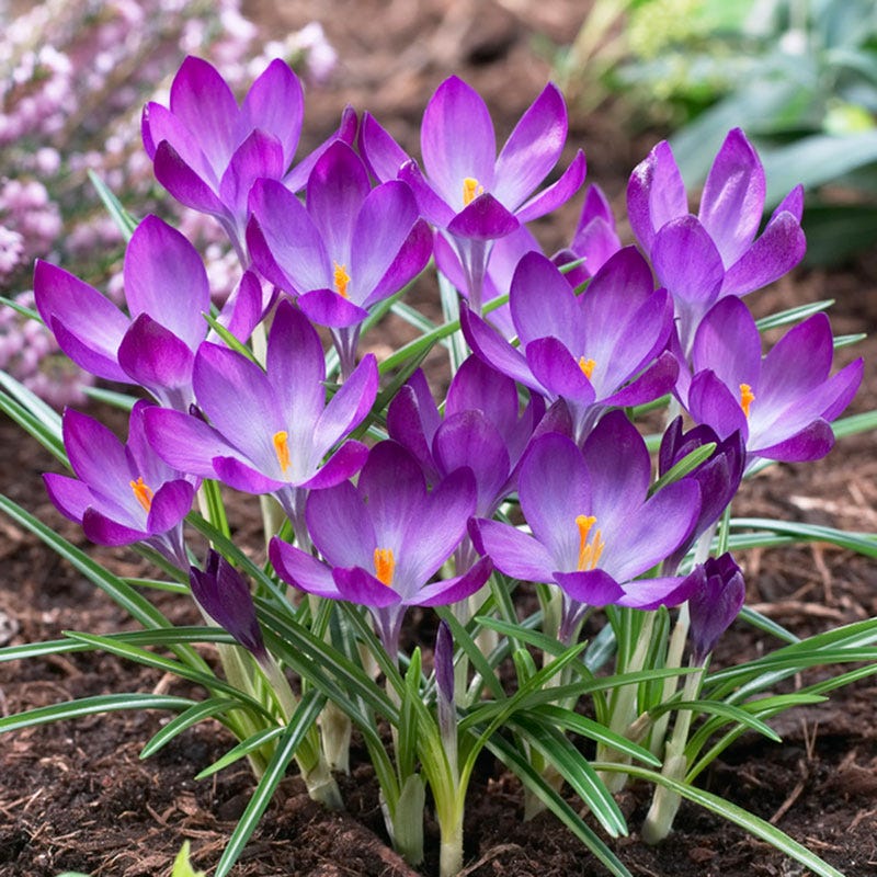 Ruby Giant Snow Crocus