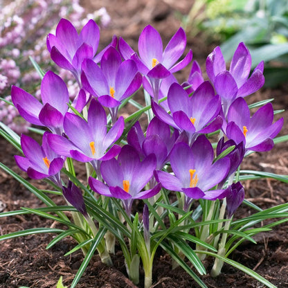 Ruby Giant Snow Crocus