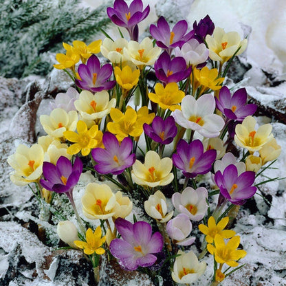 Snow Crocus Mix