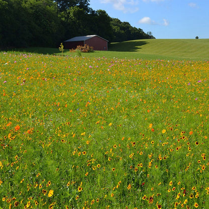 wildflower seed farms Midwest Wildflower Seed Mix