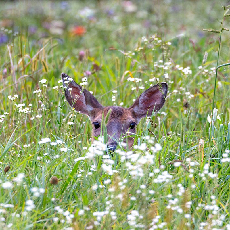 west coast seeds deer resistant wildflowers Wildlife Habitat Wildflower Seed Mix