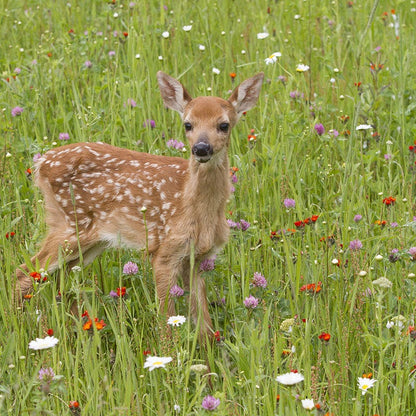 Wildlife Habitat Wildflower Seed Mix