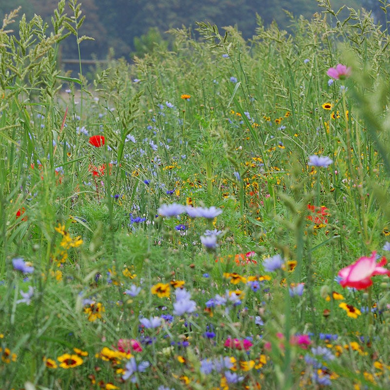 uk wildflower seed mix Wildlife Habitat Wildflower Seed Mix