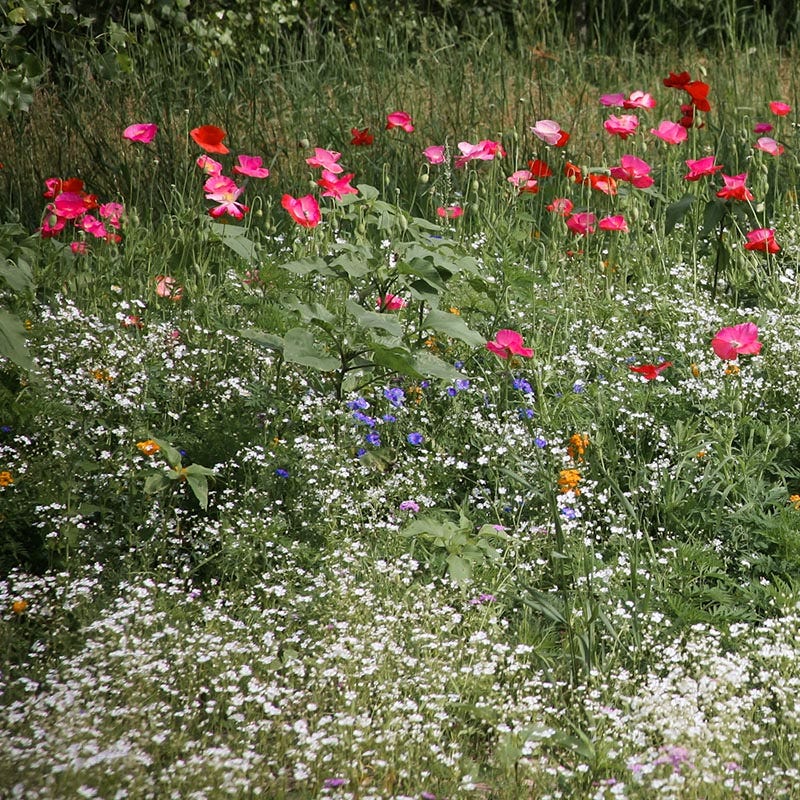 common wildflower seeds Wildlife Habitat Wildflower Seed Mix