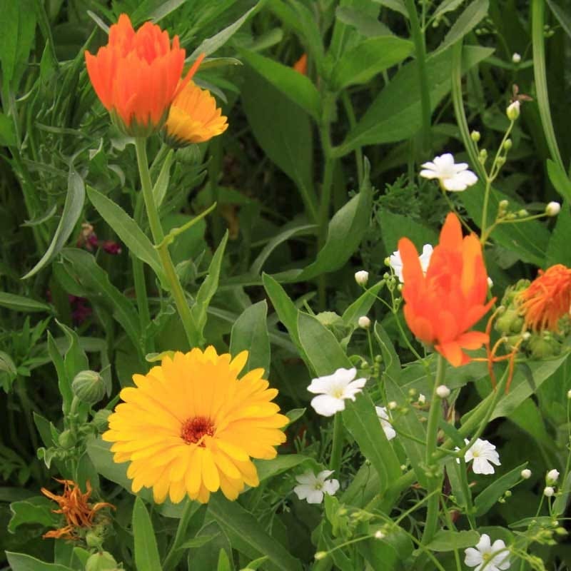 wildflower seed strips Annual Curb Appeal Wildflower Seed Mix