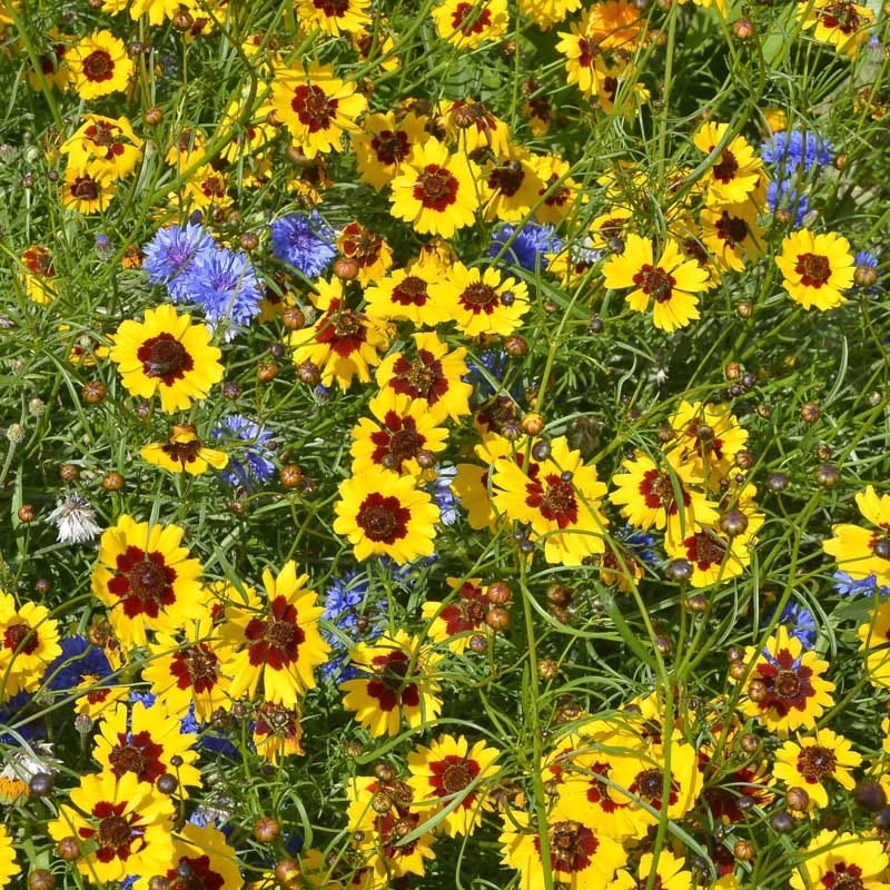 Wildflower Yard Annual Bold Color Seed Mix