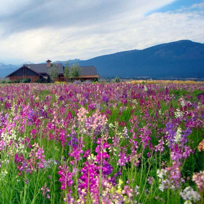 Wildflower Yard Annual Bold Color Seed Mix