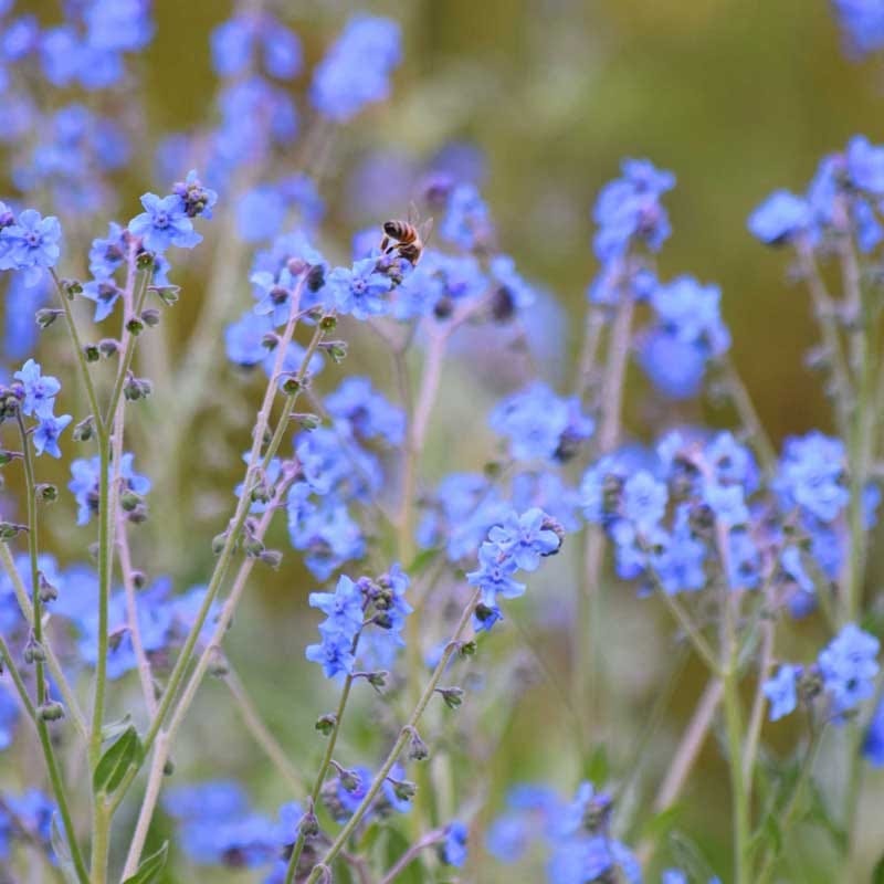 Wildflower Yard Annual Bold Color Seed Mix