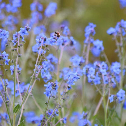 Wildflower Yard Annual Bold Color Seed Mix
