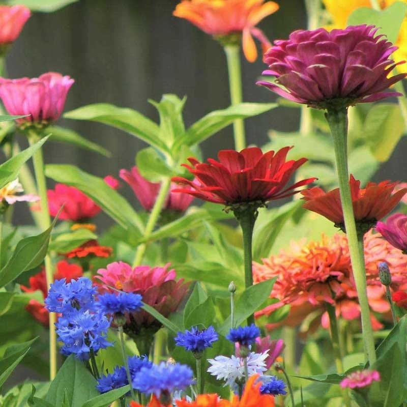 Heavenly Hell Strip Wildflower Seed Mix | Bloom Curbside Beauty