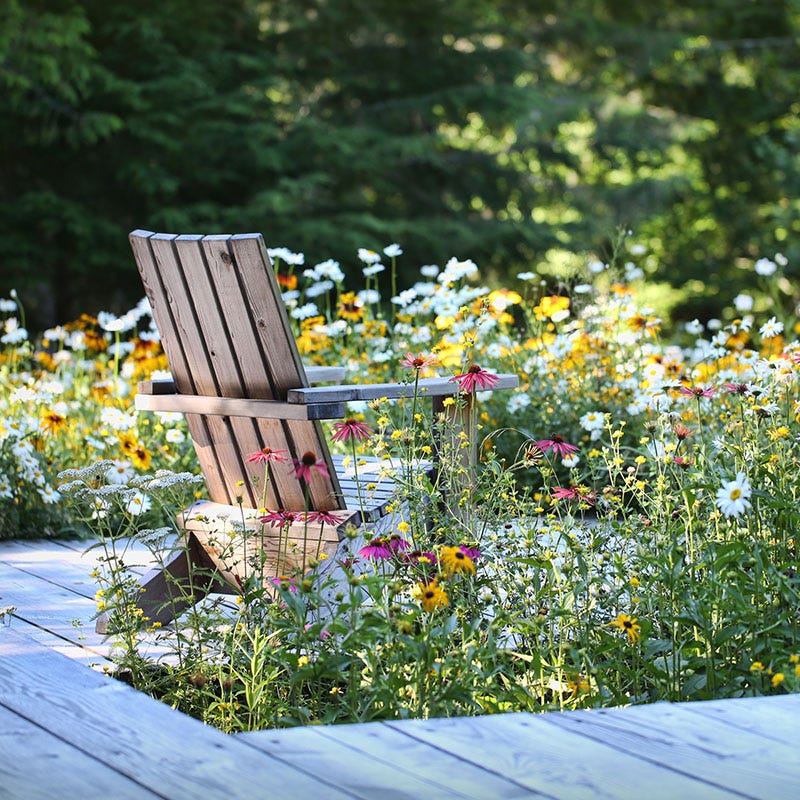 Mini Meadows: Grow A Little Patch Of Colorful Flowers Anywhere Around Your Yard