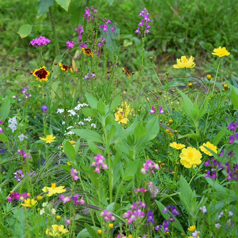 Southwest Wildflower Seed Mix