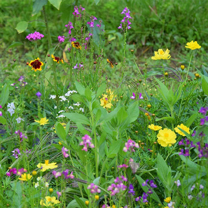 Southwest Wildflower Seed Mix