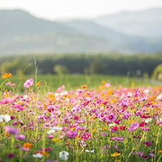 Wildflower Seeds On Sale