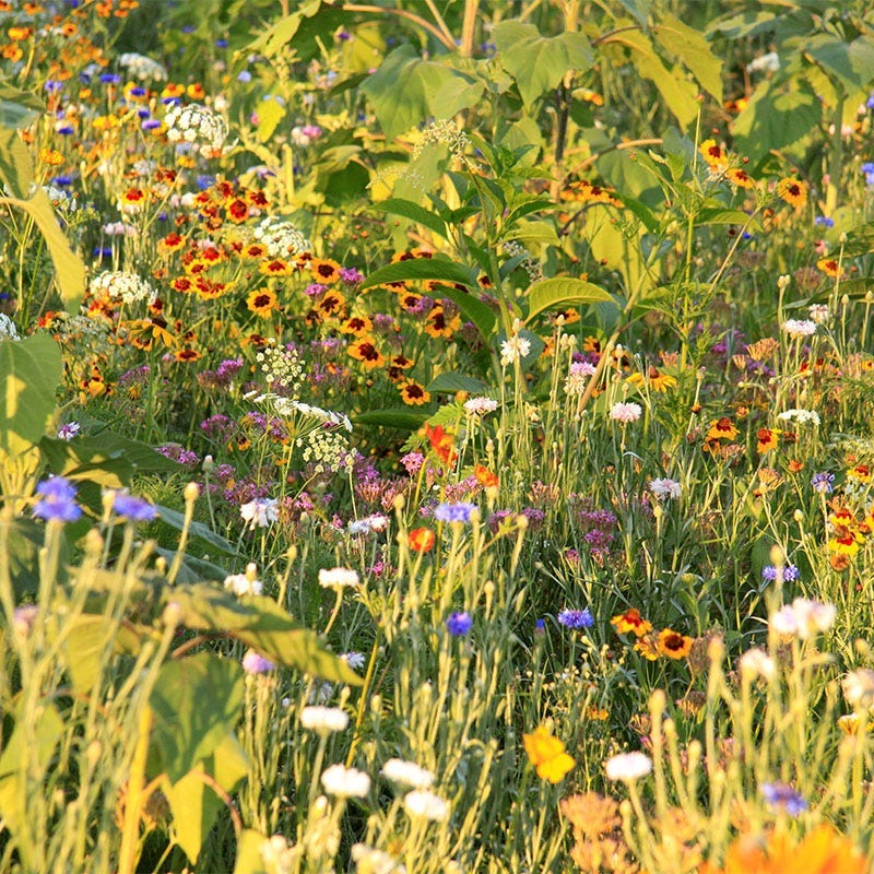 easy wildflower seeds Oregon Select Wildflower Seed Mix