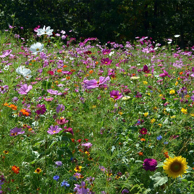 Hummingbird Nectar Wildflower Seed Mix