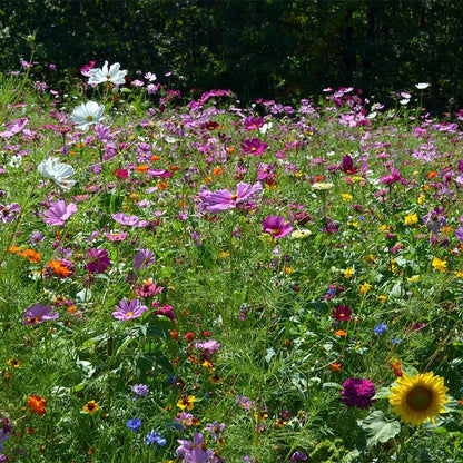 Hummingbird Nectar Wildflower Seed Mix