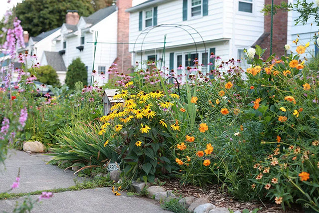 Black Eyed Susans, Echinacea, Sulphur Cosmos, and more in a front yard garden