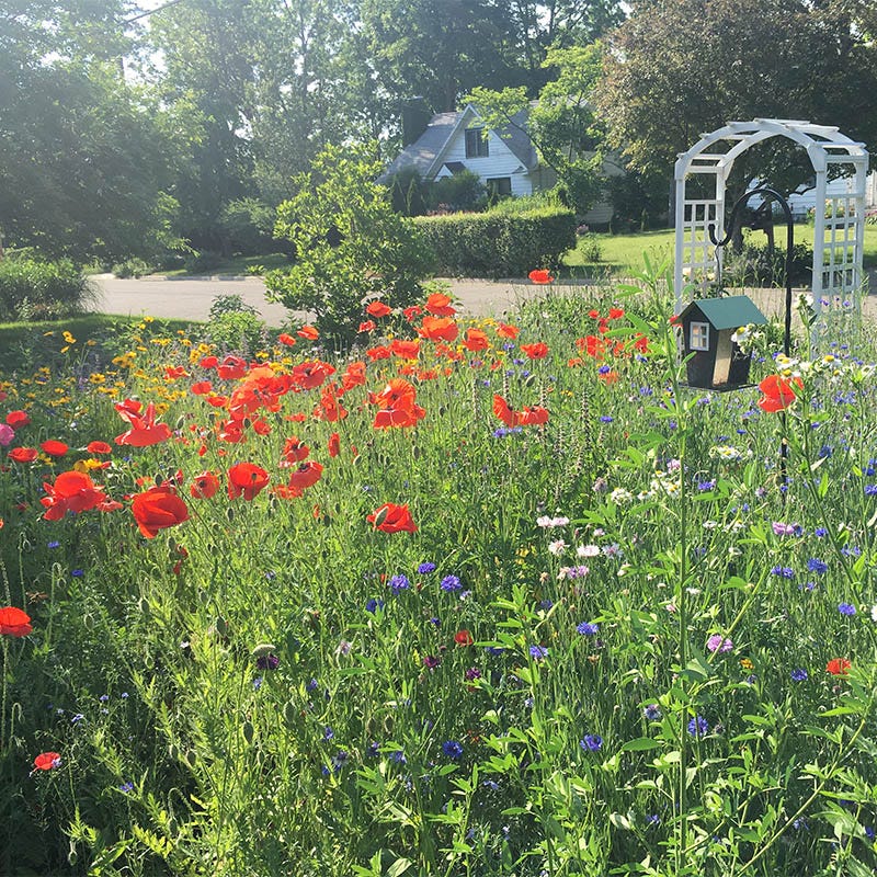 Southwest Wildflower Seed Mix