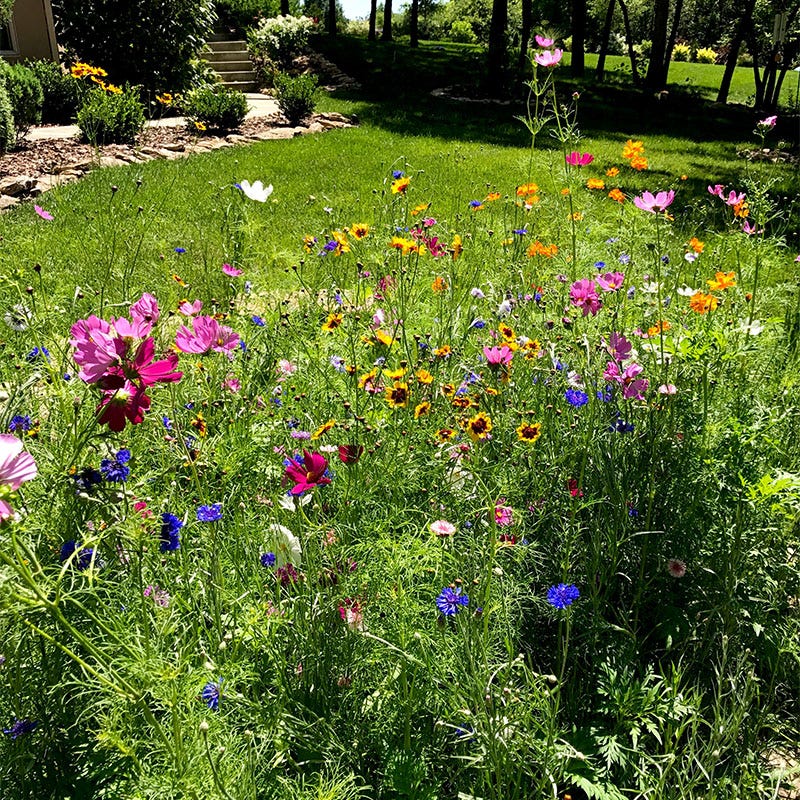 american meadows wildflower seeds Midwest Pollinator Wildflower Seed Mix