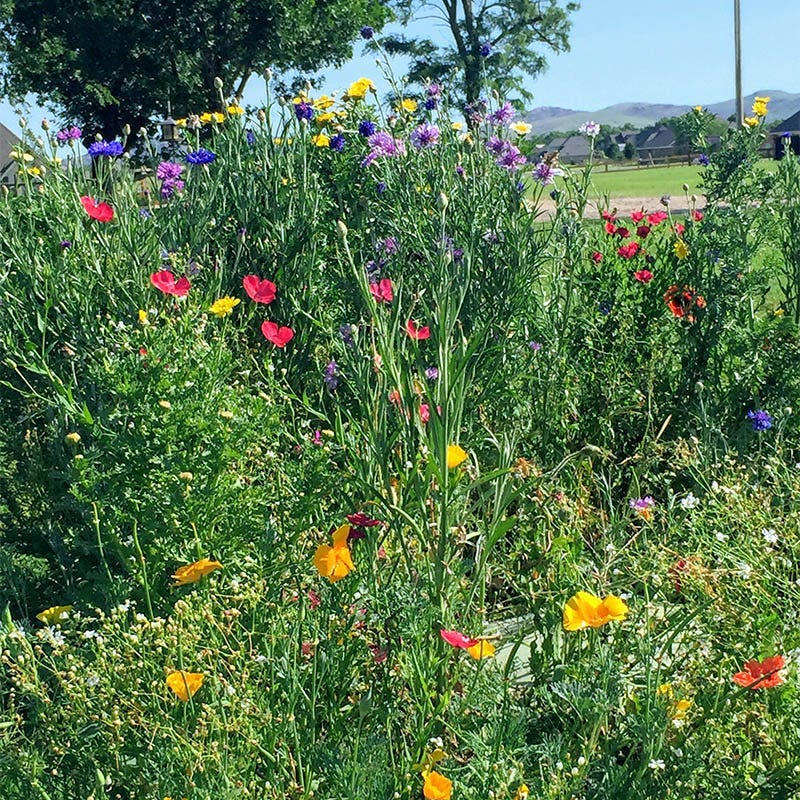 native wildflower seeds south carolina South Carolina Select Wildflower Seed Mix