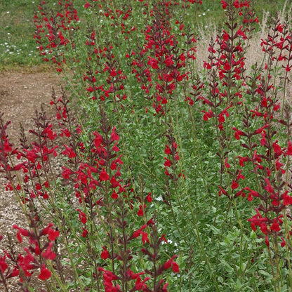 Windwalker™ Royal Red Sage
