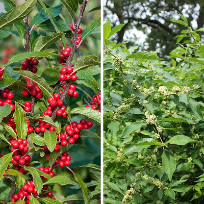 Winterberry Hardy Shrub Collection