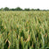 Hard Red Winter Wheat Seeds