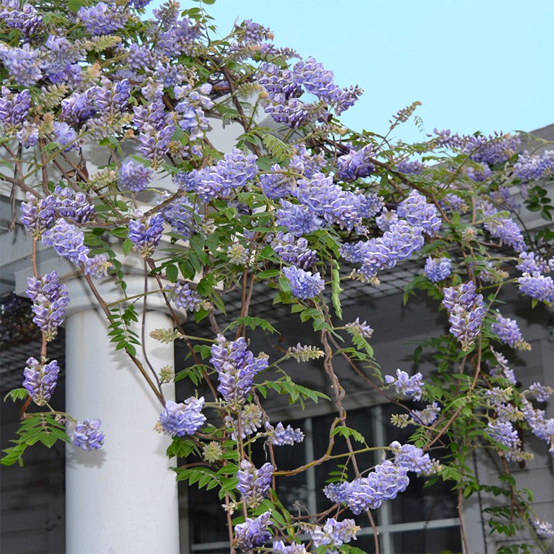 Amethyst Falls Wisteria Vine - Thumbnail 3