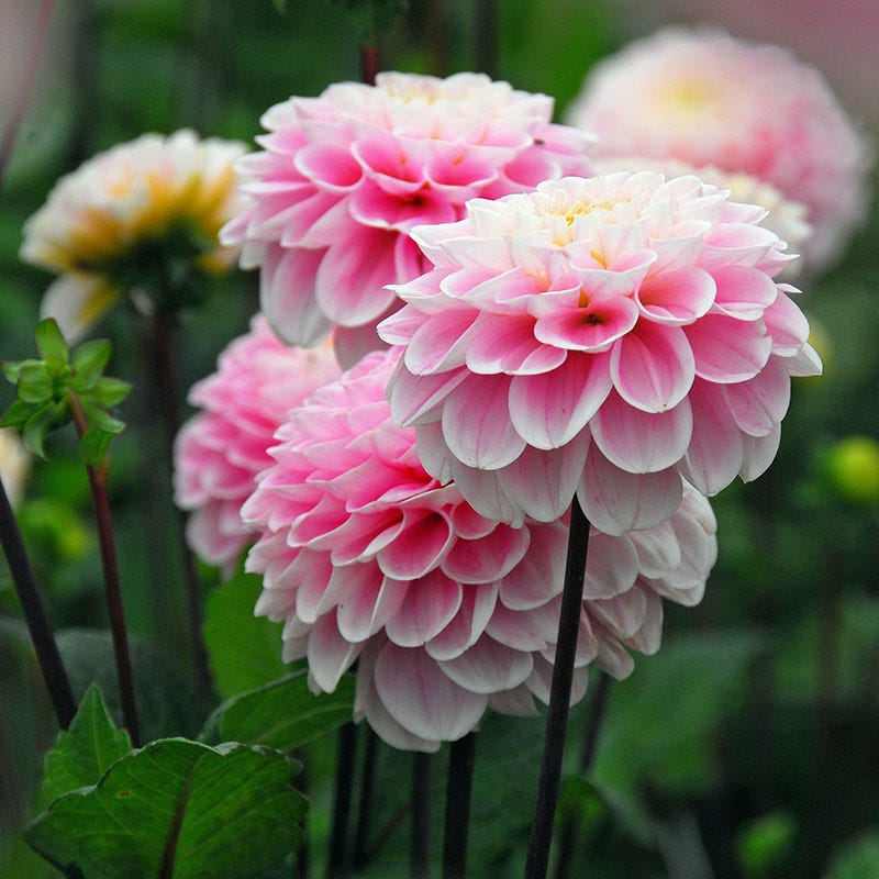 Wizard Of Oz Ball Dahlia