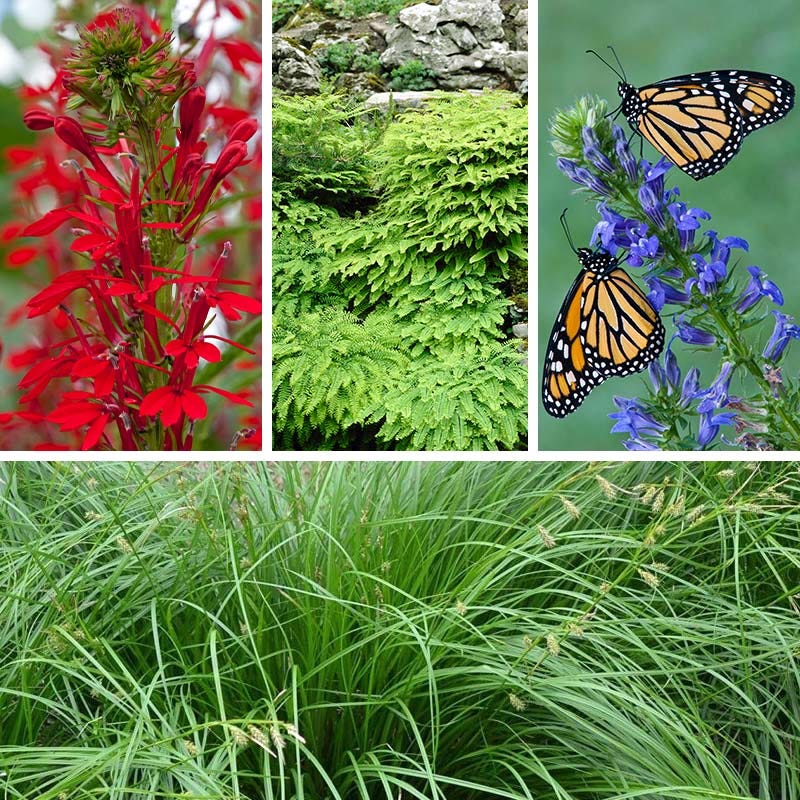 Woodland Edge Native Plant Collection