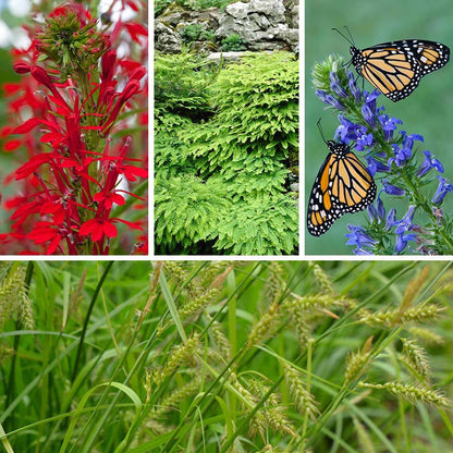 Woodland Edge Native Plant Collection