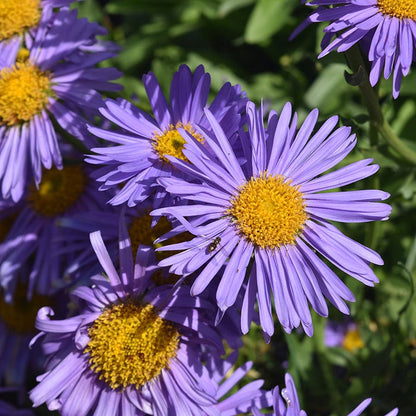 Mini Fall Flowering Pollinator Pit Stop Plant Collection