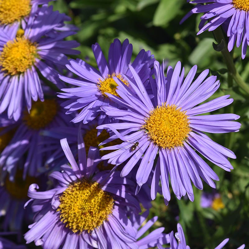 Wood's Light Blue Aster