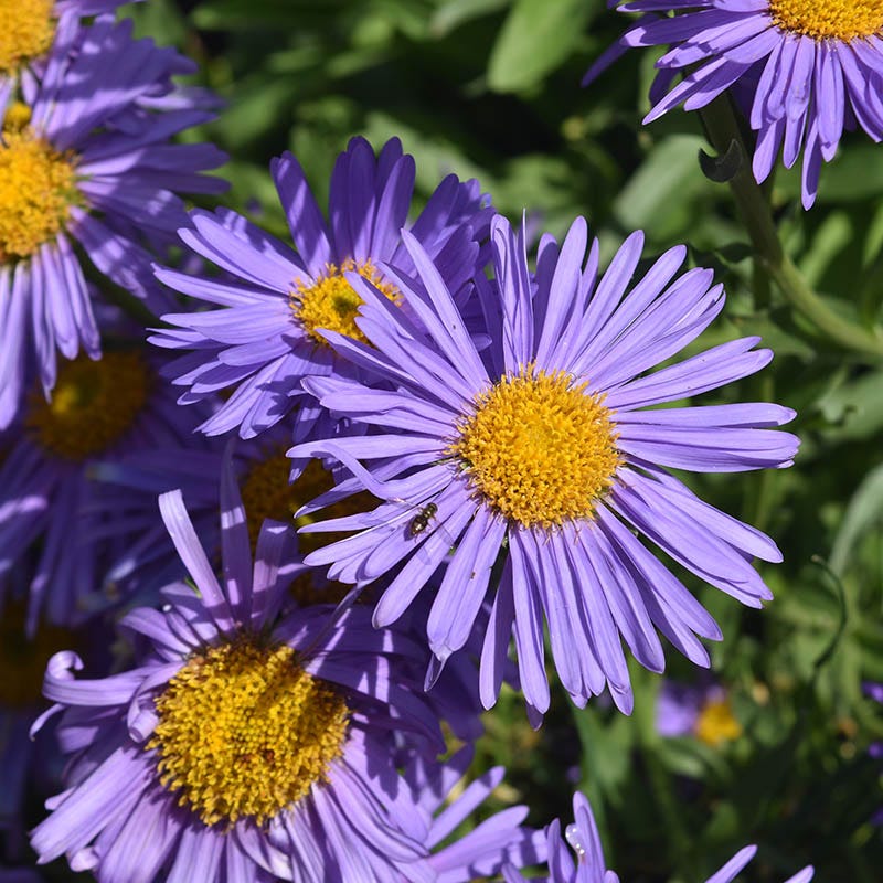 Bumblebee Burrow Native Plant Collection